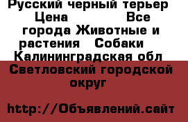 Русский черный терьер › Цена ­ 35 000 - Все города Животные и растения » Собаки   . Калининградская обл.,Светловский городской округ 